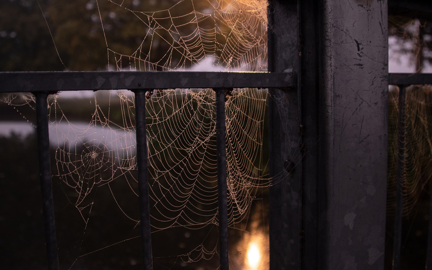 echter-weihanchtsbaum-ungeziefer